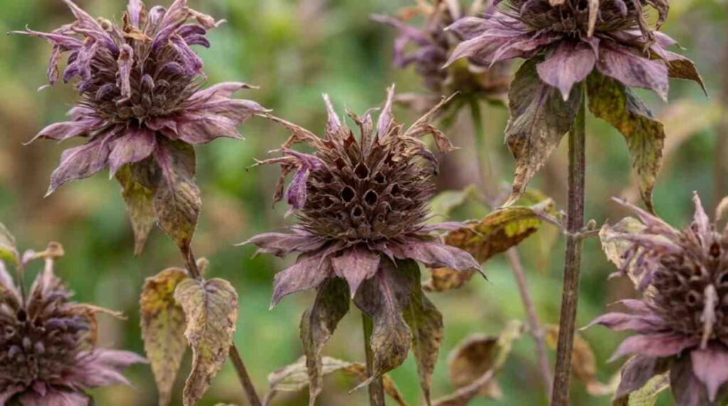 How to Collect Bee Balm Seeds by identifying mature bee balm seed heads after flowering.