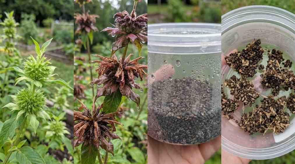 How to Collect Bee Balm Seeds by avoiding common mistakes like green seed heads and improper storage.