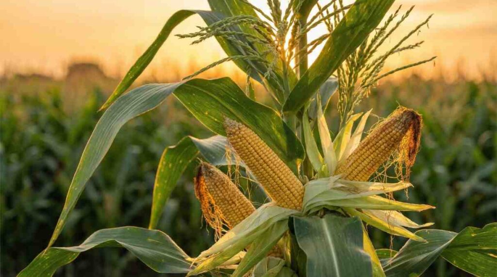 How to Collect Corn Seeds by understanding corn pollination and healthy parent plants in a natural corn field.