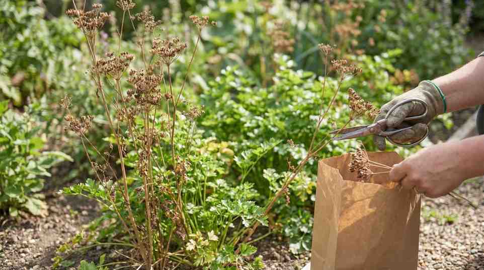 How to Harvest Parsley Seeds: 9 Practical Steps & 4 Risks