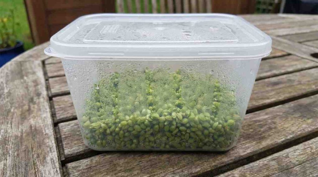 How to Harvest Parsley Seeds mistakes showing improper timing, moisture exposure, and incorrect storage.