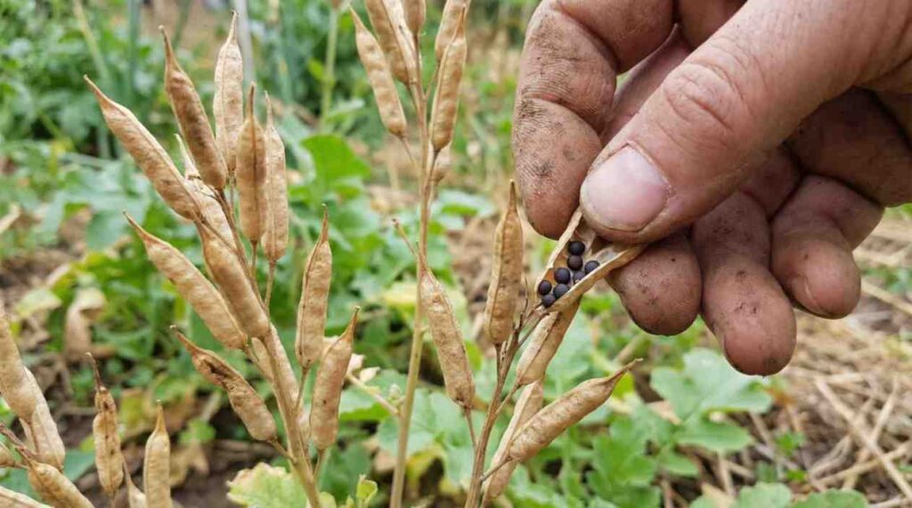 How to Harvest Radish Seeds showing mature radish plants with dry seed pods ready for harvesting in a home garden.
