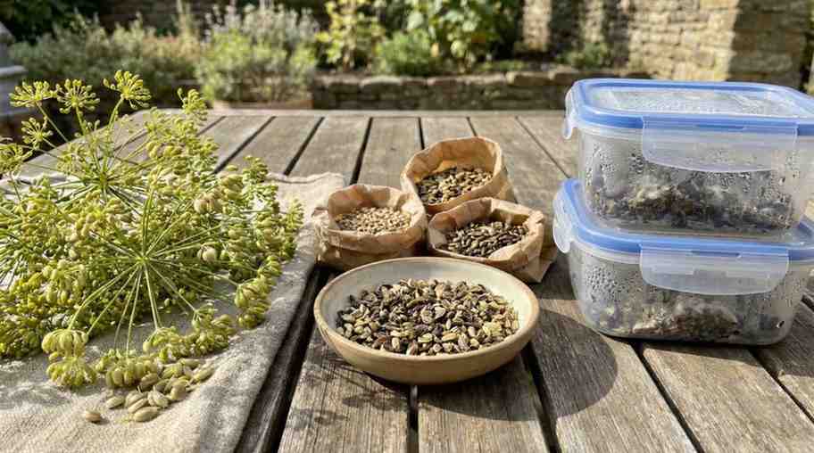How to Preserve Dill Seeds showing common storage mistakes like sunlight drying, damp seeds, and plastic container use
