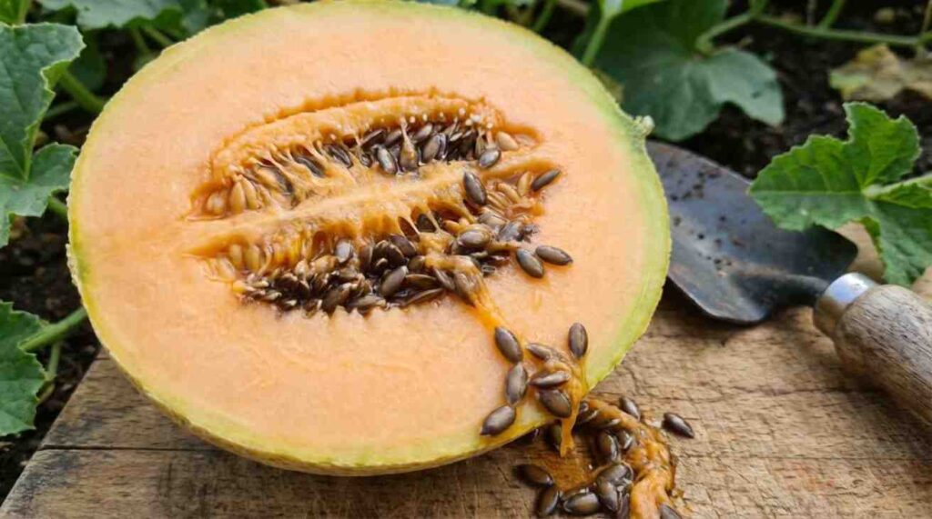 How to Save Cantaloupe Seeds by identifying mature, dark seeds from a fully ripened cantaloupe.