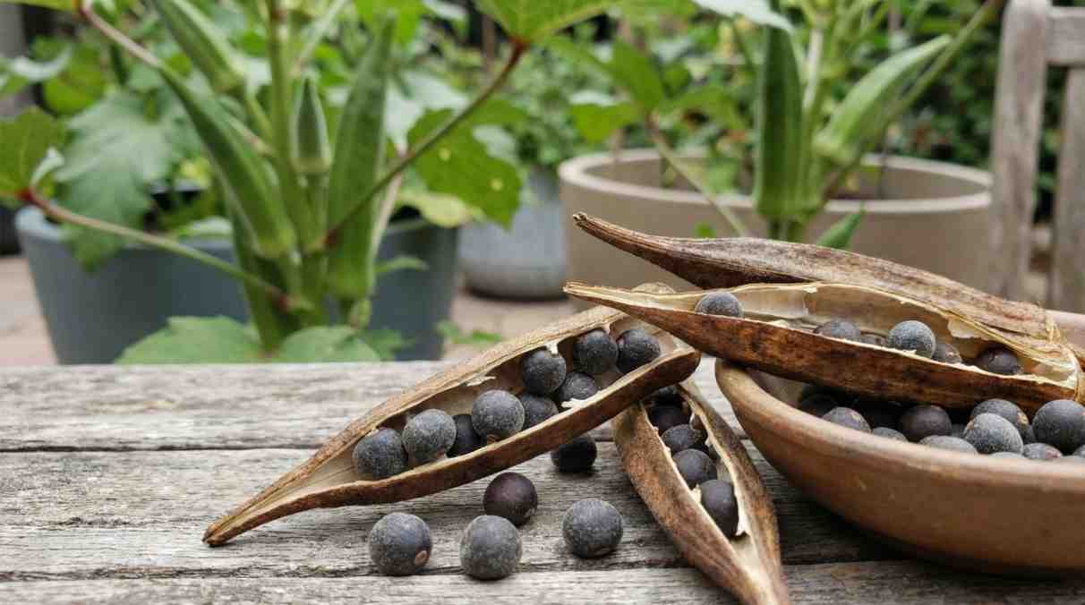 How to Save Okra Seeds: Easy Steps & 4 Costly Risks
