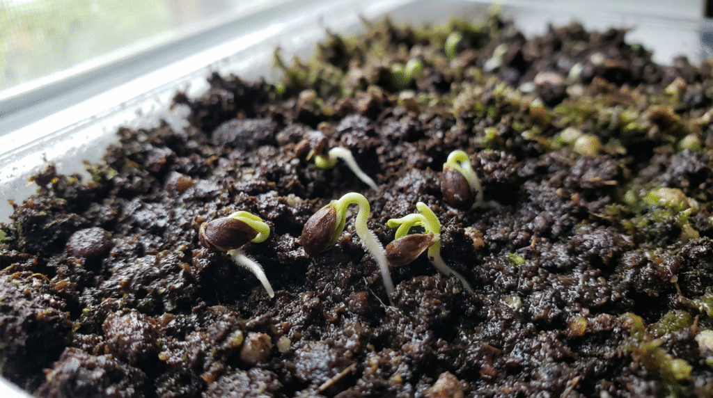 How to Germinate Butterfly Weed Seeds shown with early sprouts emerging from seeds in a controlled germination setup.