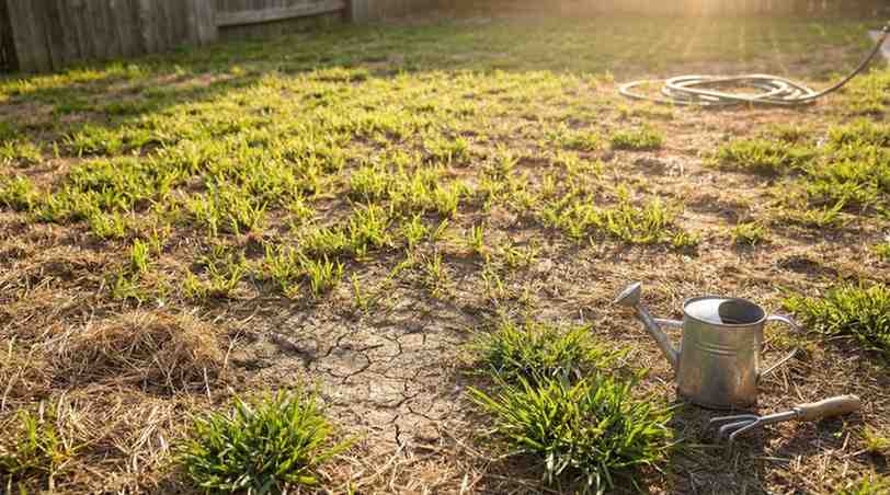 How to Grow Centipede Grass From Seed: centipede grass with common growth problems in a backyard, showing uneven sprouts, dry soil, and tools for proper lawn care, realistic and mobile-friendly.
