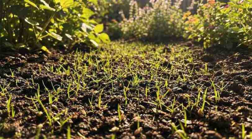 Properly watered Zoysia grass after seeding, showing moist soil and early sprouts – how to grow zoysia grass from seed.