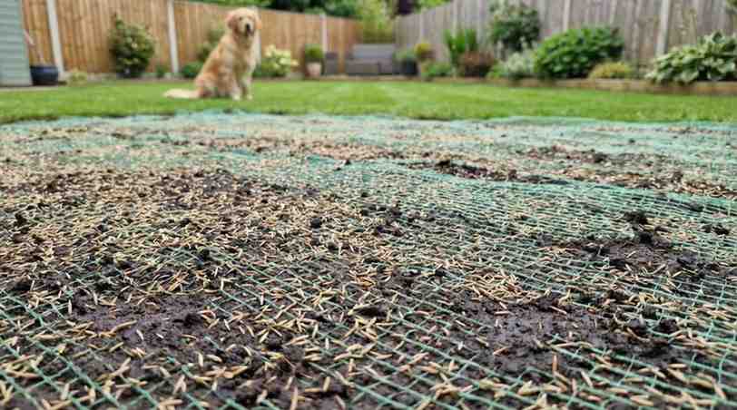 How to Keep Dog Off Grass Seed: 6 Proven Ways Fast