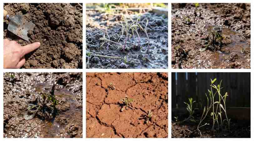 Common problems when growing Gaillardia from seed: seedlings in cold soil, overwatering, heavy clay patches, and insufficient sunlight.