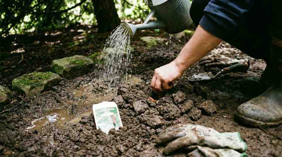 Common mistakes when planting cedar seeds including deep sowing, overwatering, poor drainage, and low sunlight in a garden setting.