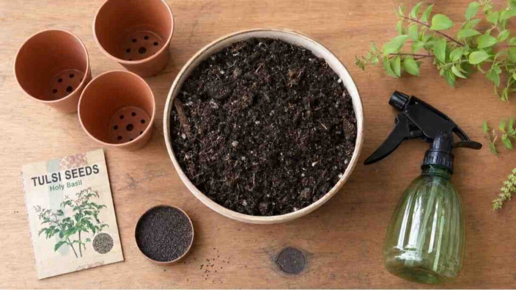 Materials needed for growing tulsi seeds including pots soil seeds and spray bottle.